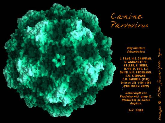 common cold virus structure. A virus is the simplest