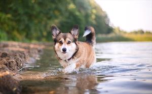 Corgi at a lake