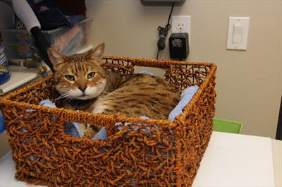 Photo image of a striped kitty in a basket on an exam table