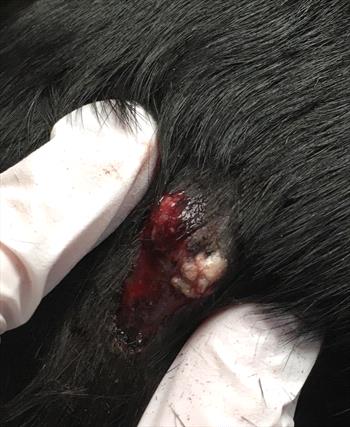 how to treat a ruptured sebaceous cyst on a dog
