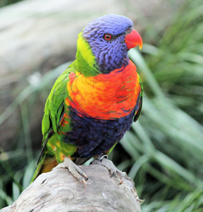 Veterinarians sleuth mystery of paralyzed parrots - News - VIN