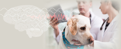 Yellow lab being examined by a veterinary team with a brain graphic overlay