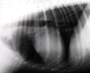 X-ray of normal esophagus