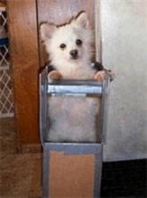 Small white dog in Bailey Chair