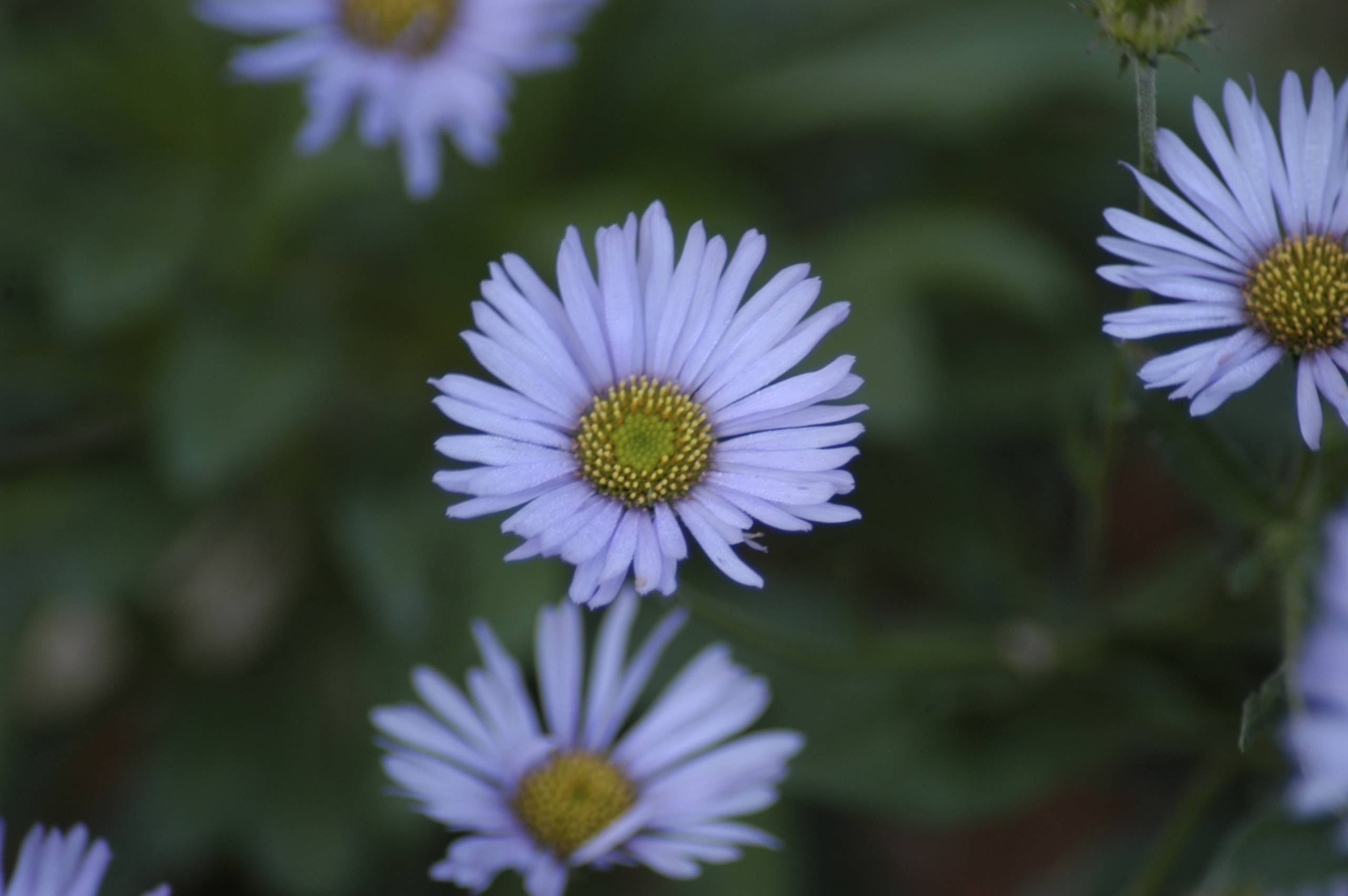 Photo image of three white daisies 