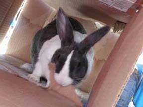 For safe is rabbits tramadol