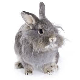 Intermittent Soft Cecotropes in Rabbits 