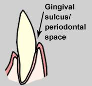 Dental Disease In Dogs And Cats - Litchfield Veterinary Hospital 