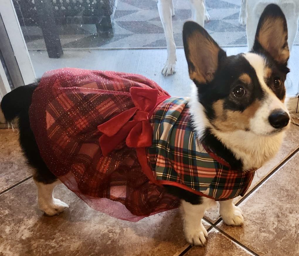 Dog wearing a dress best sale