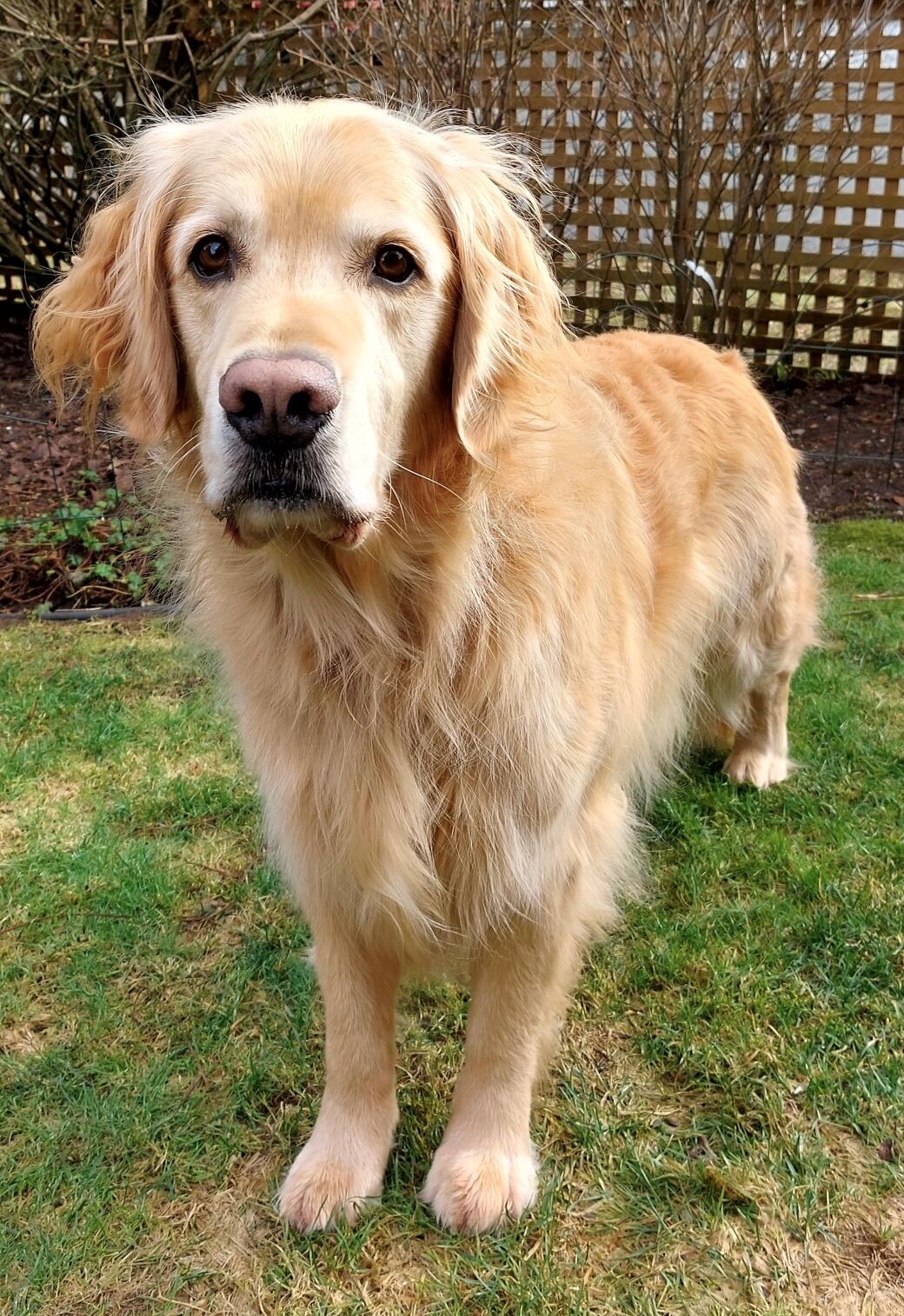 Acana golden clearance retriever