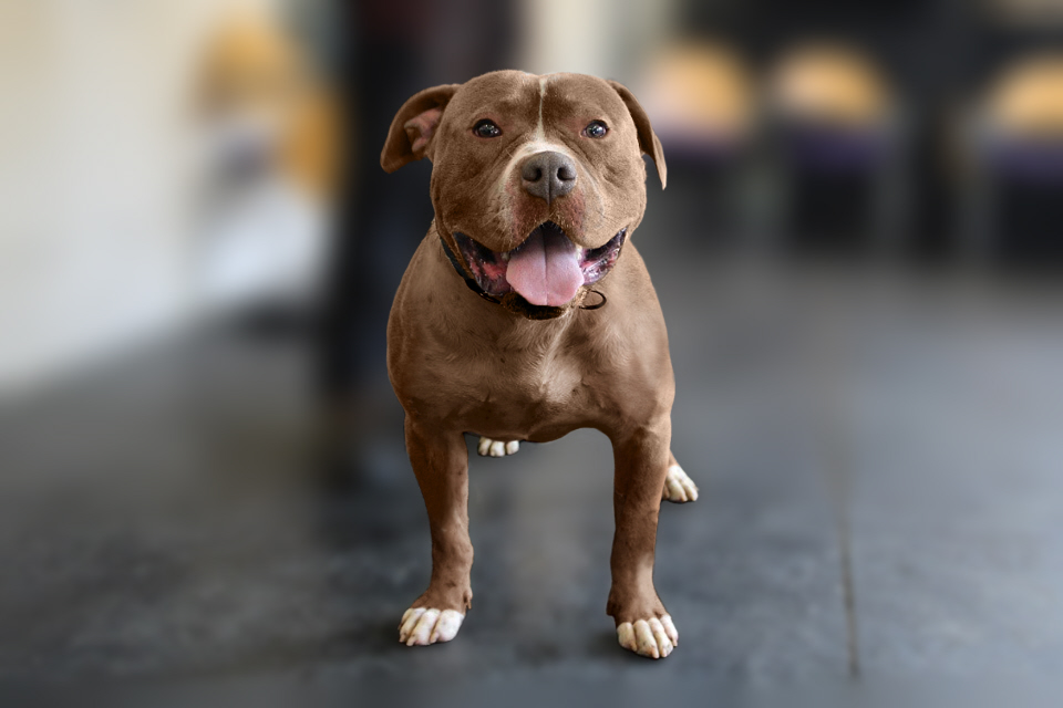 What is an American XL bully and why are they being banned?